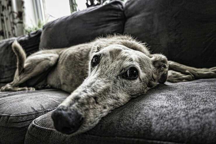 Fido anziano