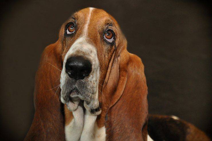 Il cane sbuffa