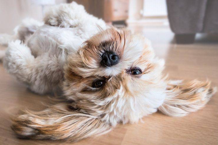 Educare un cane appena adottato