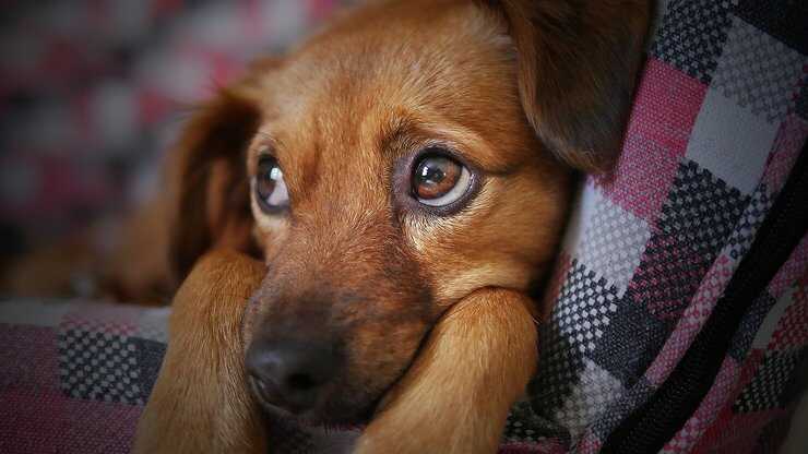 Fido cucciolo