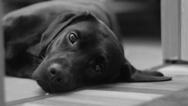 labrador triste (Foto Pixabay)
