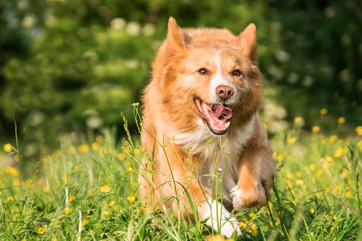 Il cane si arrabbia se corri