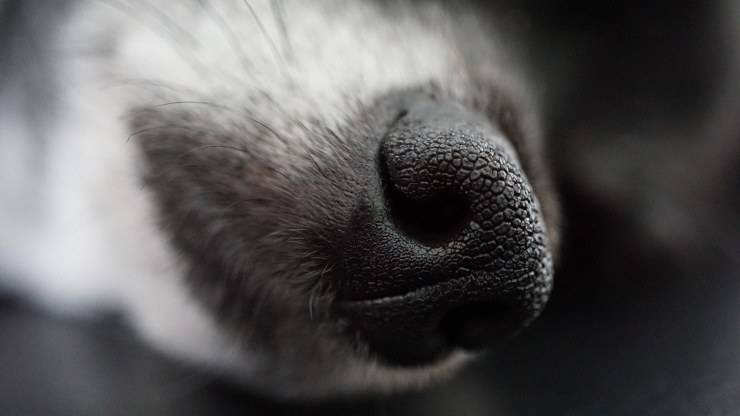 I baffi del cane ricrescono