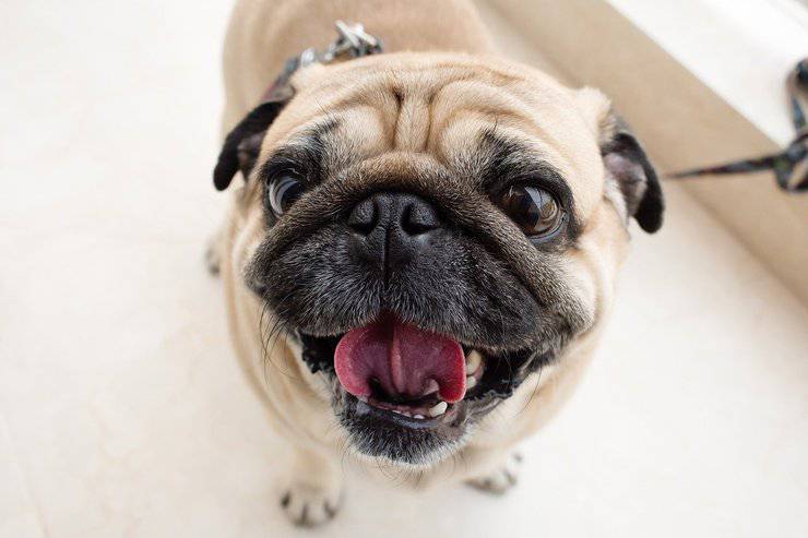 carlino