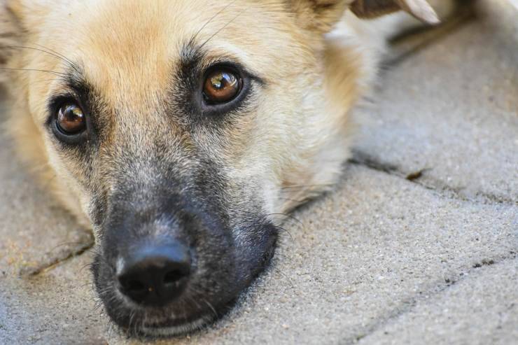 Il cane sbuffa