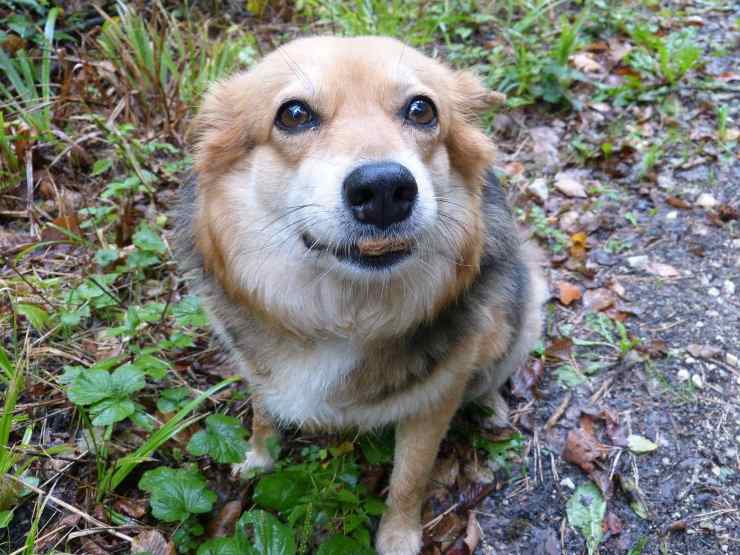 Cane