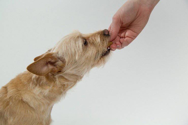cane mangia dalla mano