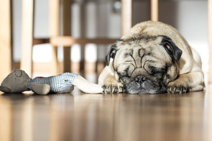 Cane triste