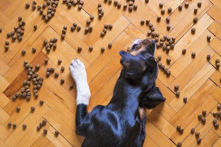 Cane che mangia