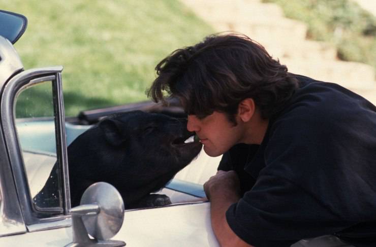 George Clooney maialino nero