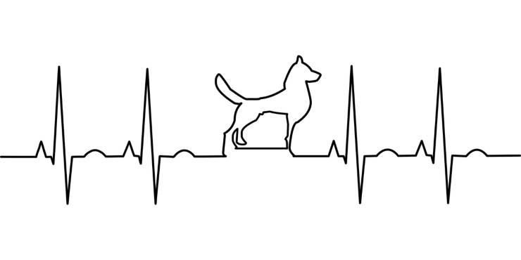 Elettrocardiogramma con cane