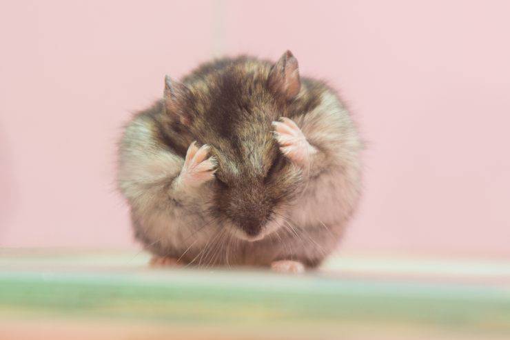 hamster