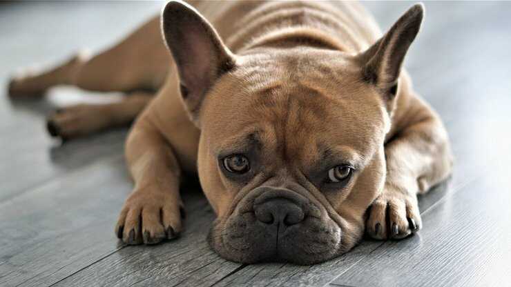 cane triste
