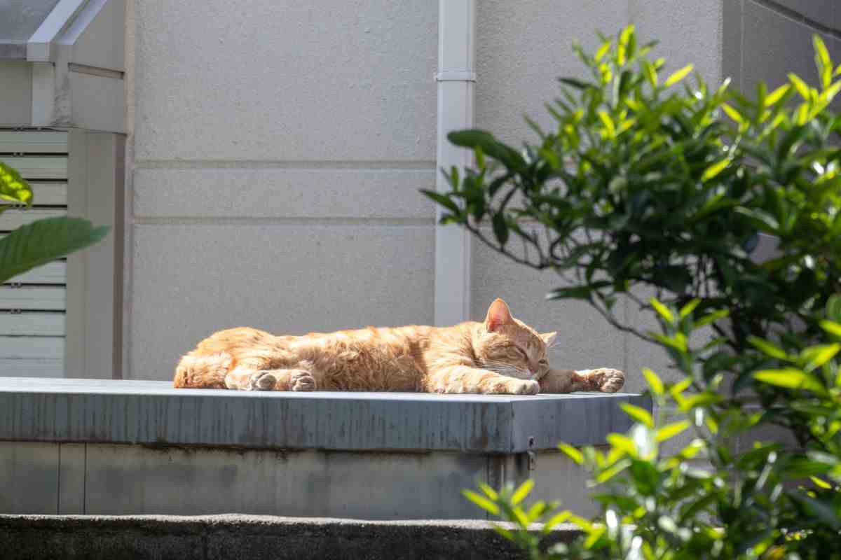 gatto al sole