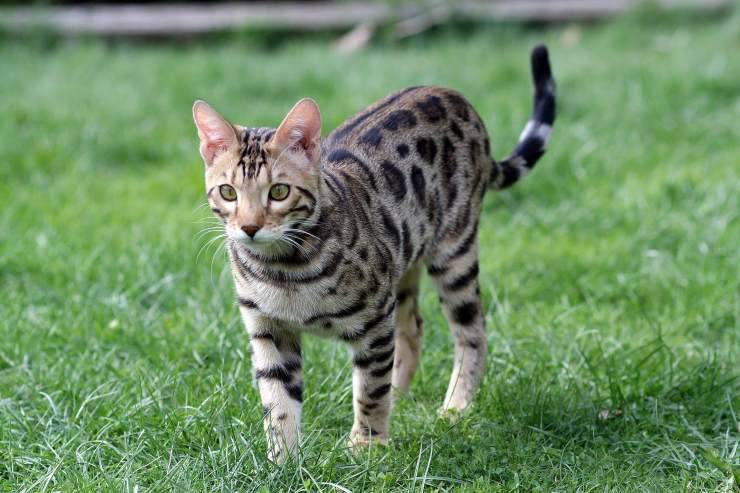 gatto bengala