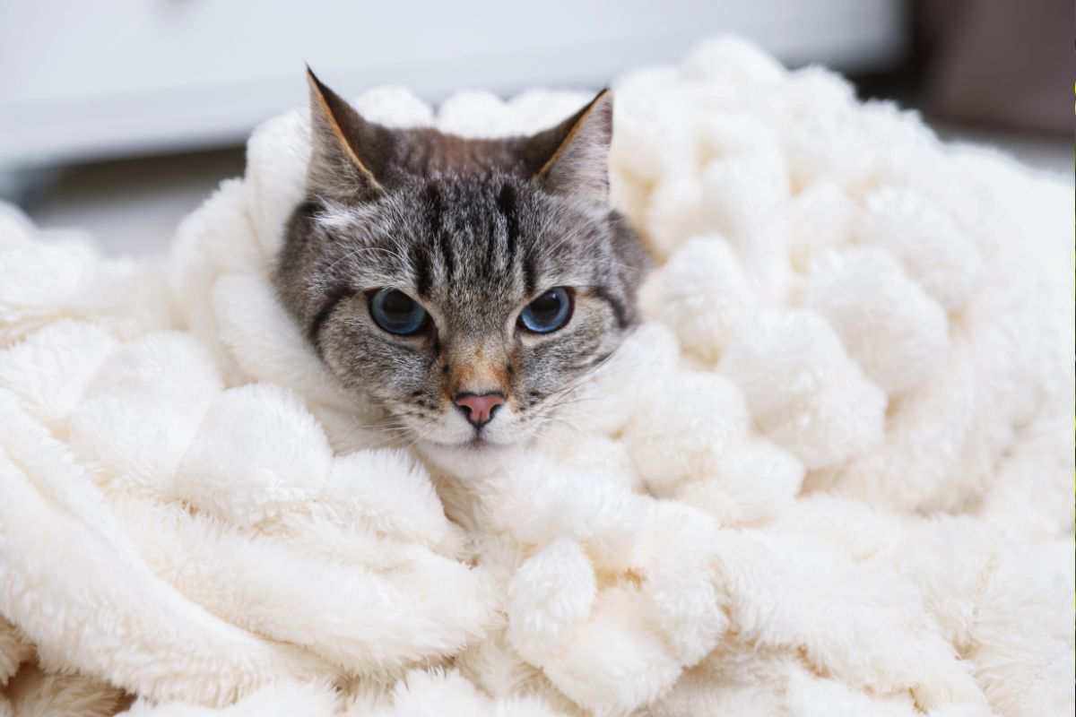 coperta al gatto