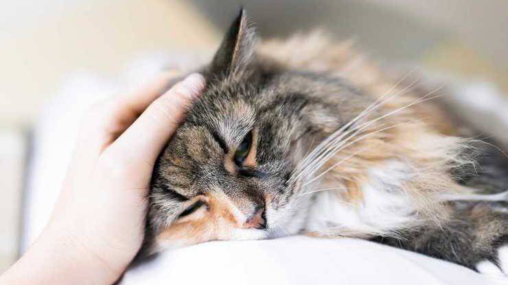 Gatto malato e stanco gatto malato
