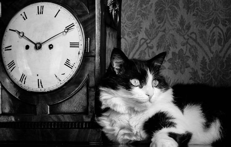 rimedi gatto notte