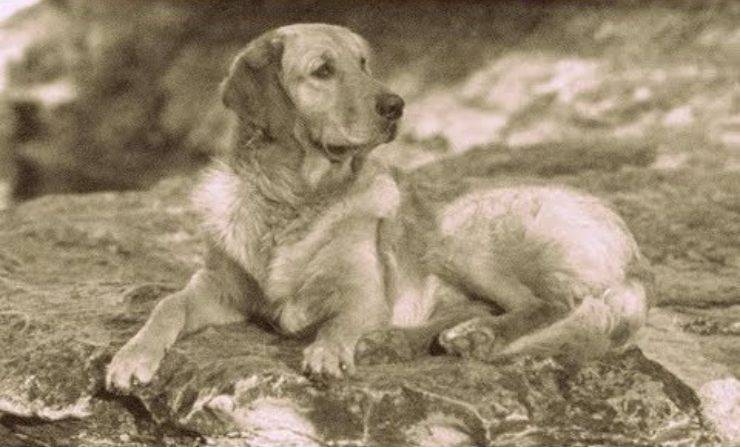 Retriever russo