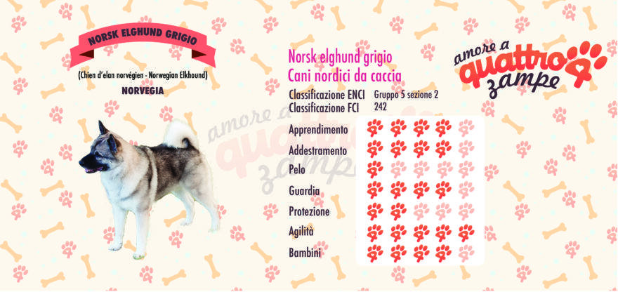 Norsk Elghund scheda razza
