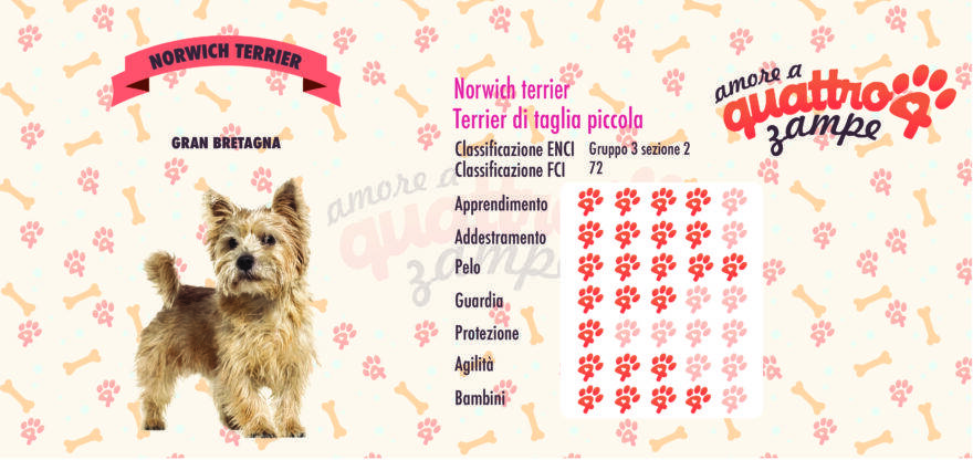 Norwich terrier scheda razza