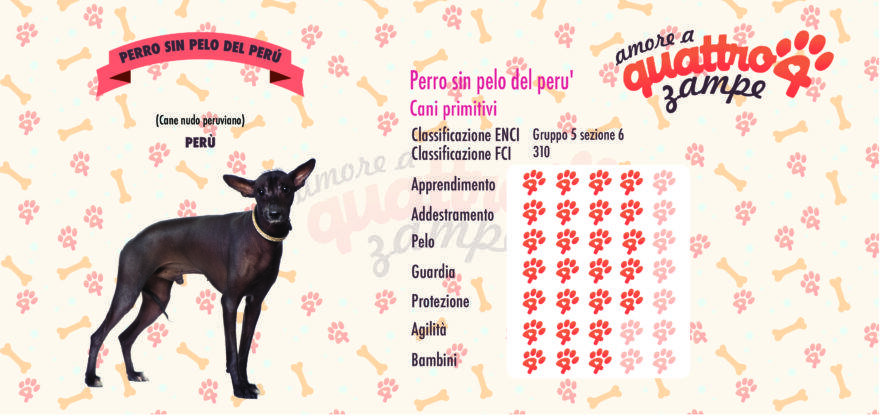 Perro Sin Pelo Del Perù scheda razza