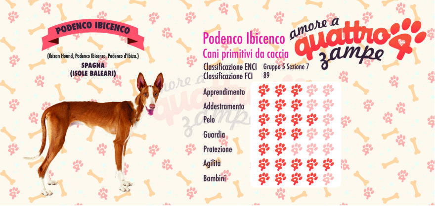 Podenco Ibicenco scheda razza