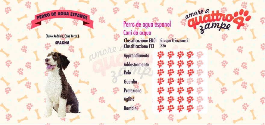 Perro de agua espanol scheda razza