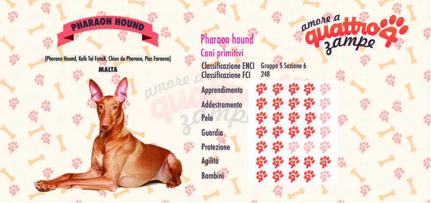 Pharaon hound scheda razza