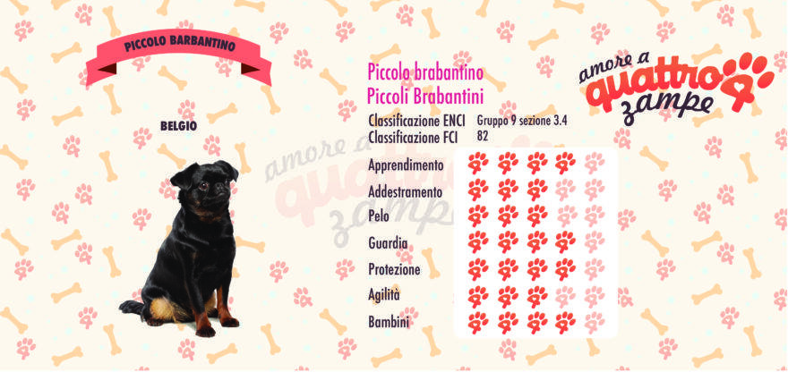 Piccolo Barbantino scheda razza