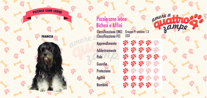 Piccolo Cane Leone scheda razza