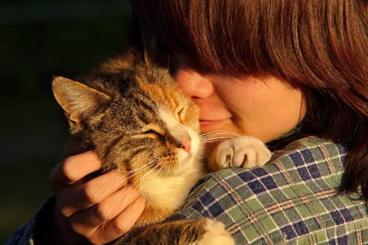 massaggi carezze gatto