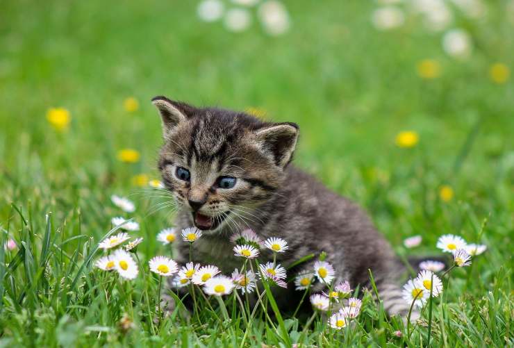 Cucciolo di gatto in un prato