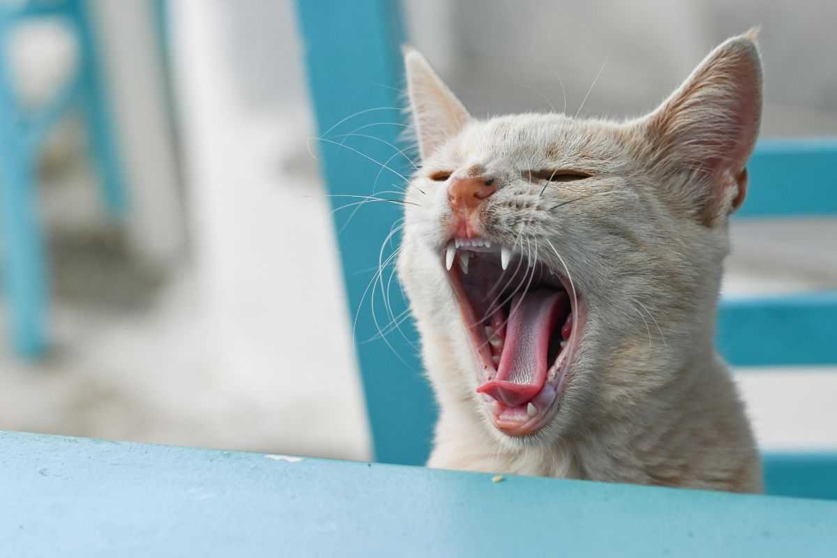 gatto miagola