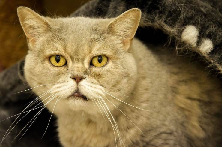 Il gatto anziano dimagrisce ma mangia