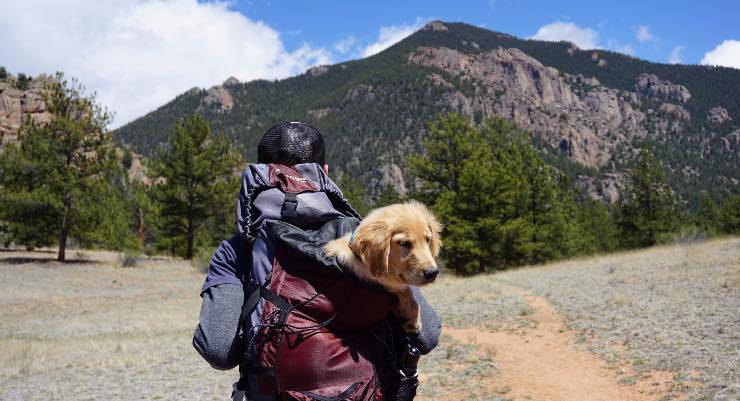 Cane in viaggio con il padrone
