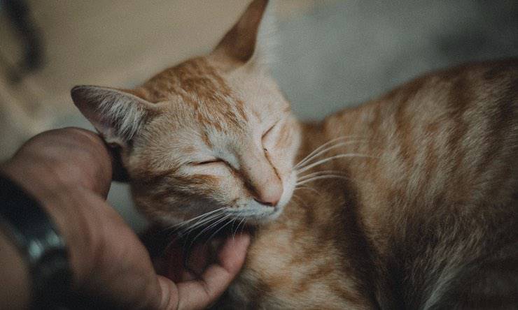 Gatto che si fa accarezzare