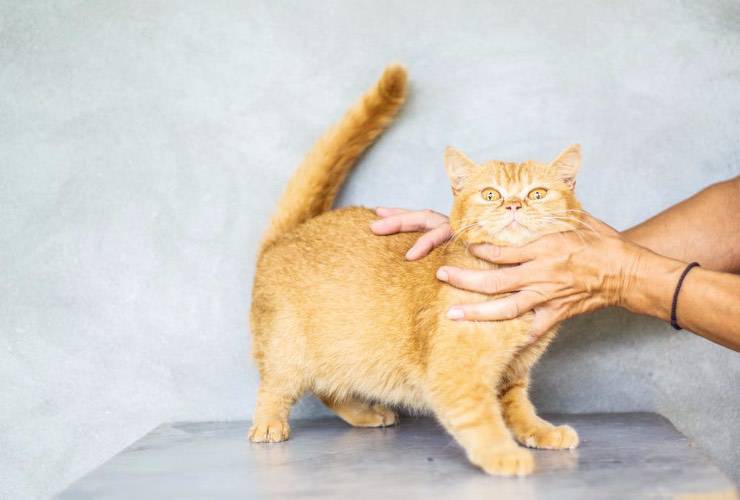 Gatto che cerca di allontanarsi