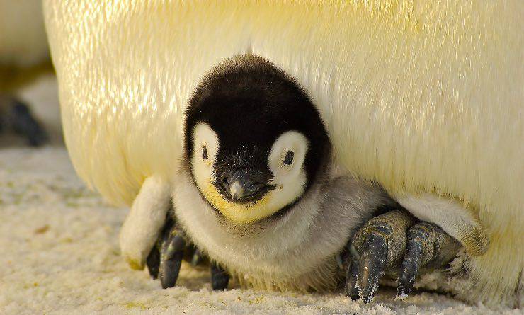 Cucciolo di pinguino imperatore