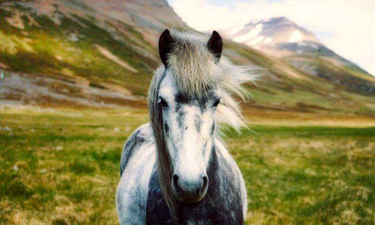Un mini horse