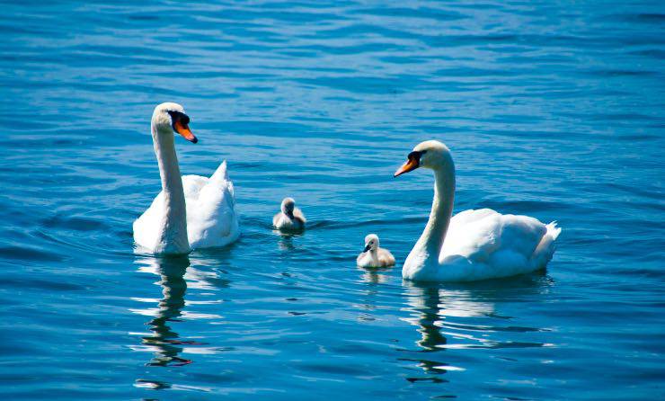 Coppia di cigni con cuccioli