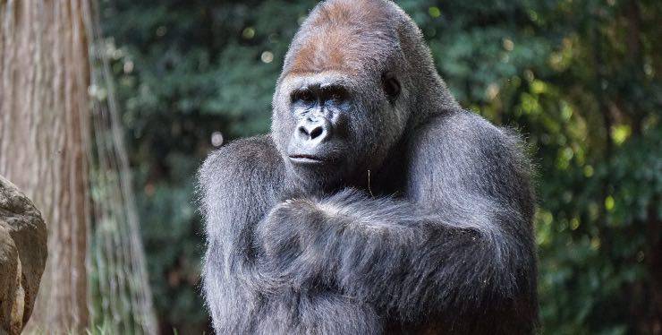 Un gorilla