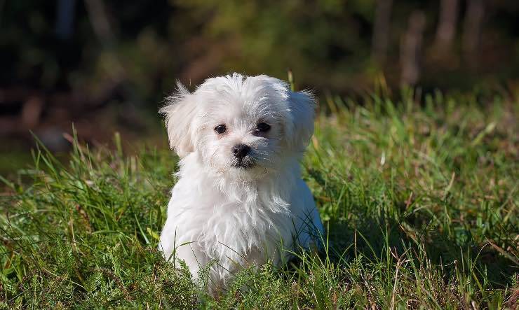 Un cane maltese
