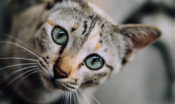Gatto che osserva