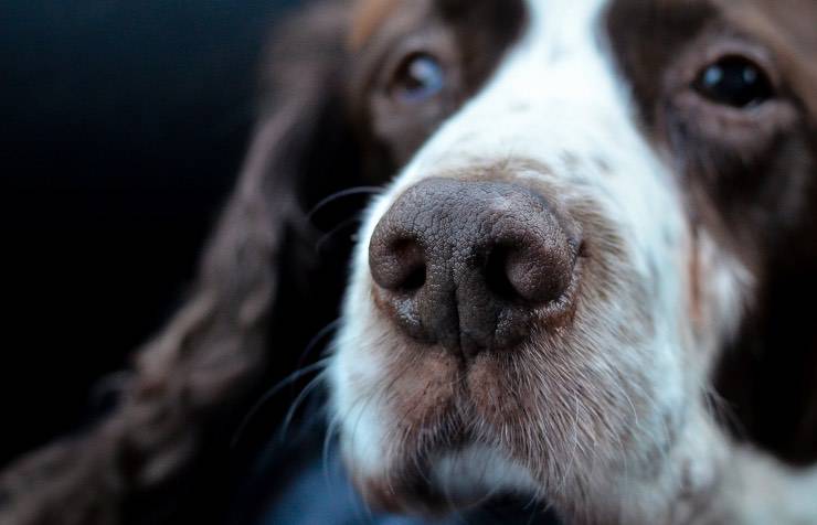 cane che aspetta
