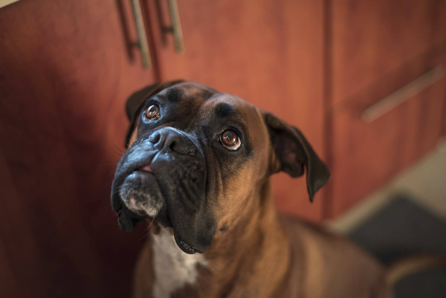 Cane Boxer