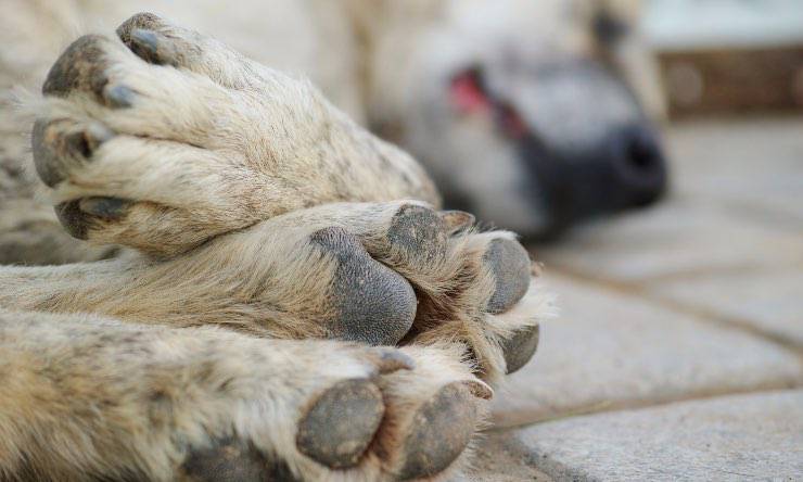 Particolare delle zampe di un cane