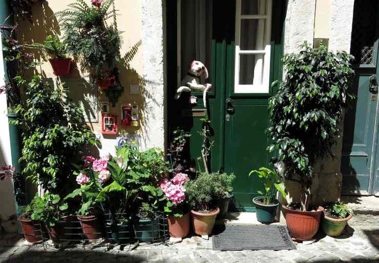 Fido alla porta
