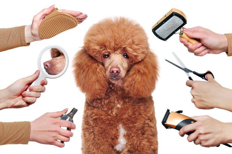 razze di cani a pelo lungo