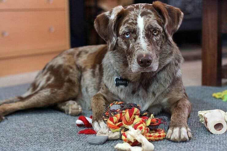 cane possessivo